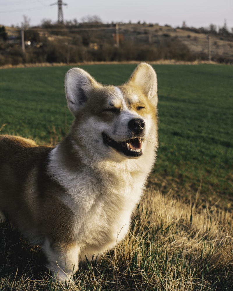 Biscuit, a senior corgi, smiling in the late-afternoon sun